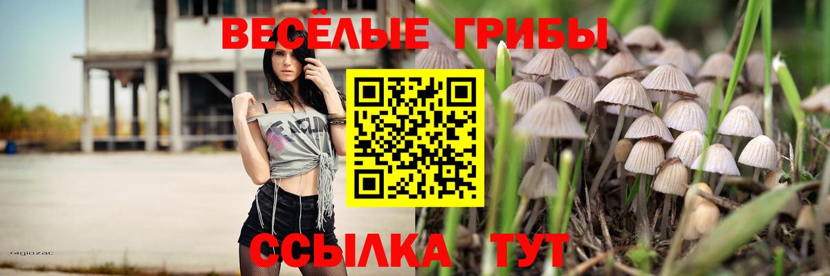 Галлюциногенные грибы Psilocybine cubensis Гатчина